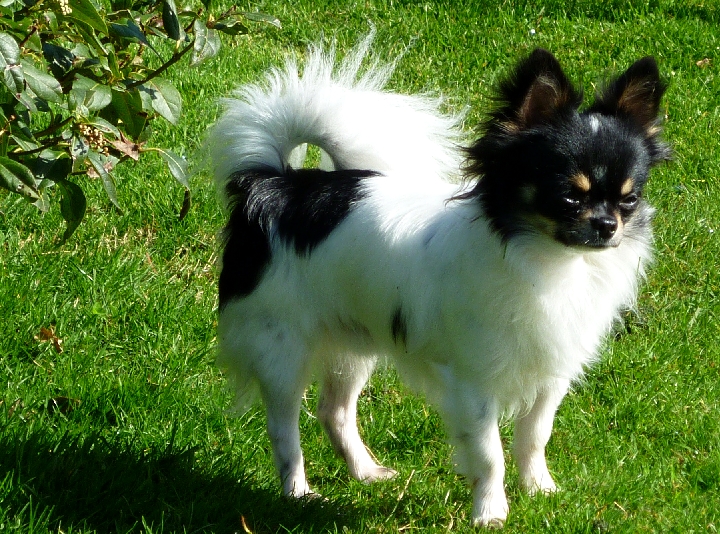Elvis-king De kalinka des roches blanches