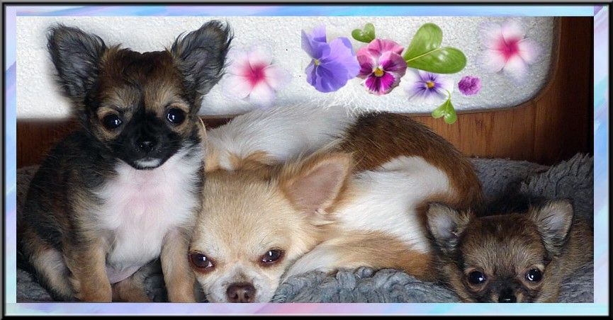De la niche imperiale - Chihuahua - Portée née le 11/03/2019