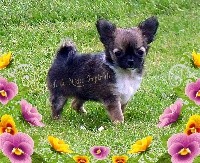 Praline